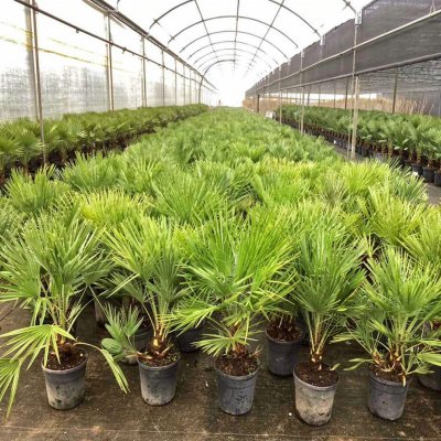 Chamaerops humilis 40cm