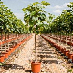 Common Fig (Ficus carica) in 30L container, 22cm trunk circumference, nursery-grown in Alicante