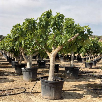 Ficus carica 120cm
