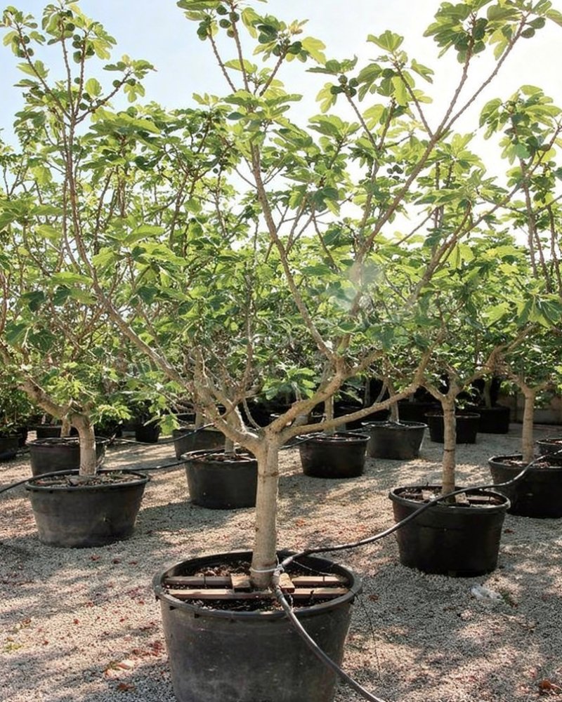 Ficus carica - Mediterranean Nursery Quality in Alicante