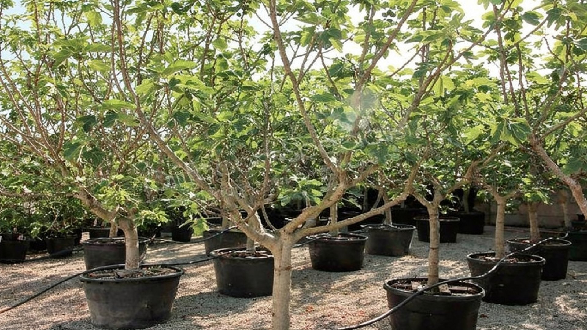 Ficus carica nursery-grown in Alicante