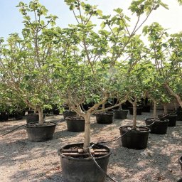 Common Fig (Ficus carica) in 180L container, 65cm trunk circumference, nursery-grown in Alicante