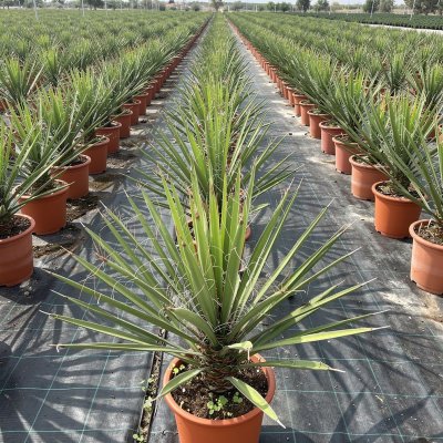 Yucca filifera 20cm