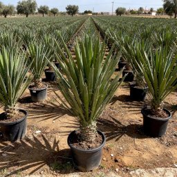 Saint Peter Palm (Yucca filifera) in 30L container, 18cm trunk circumference, nursery-grown in Alicante