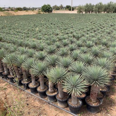 Yucca filifera 120cm