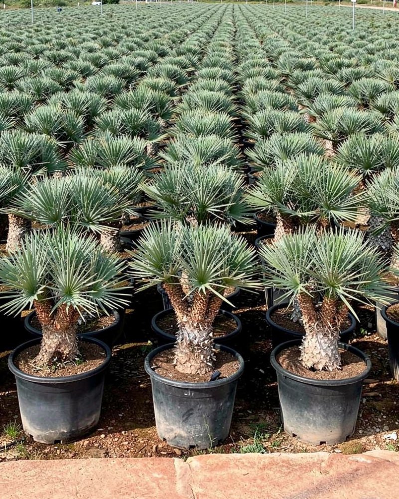 Yucca filifera - Mediterranean Nursery Quality in Alicante