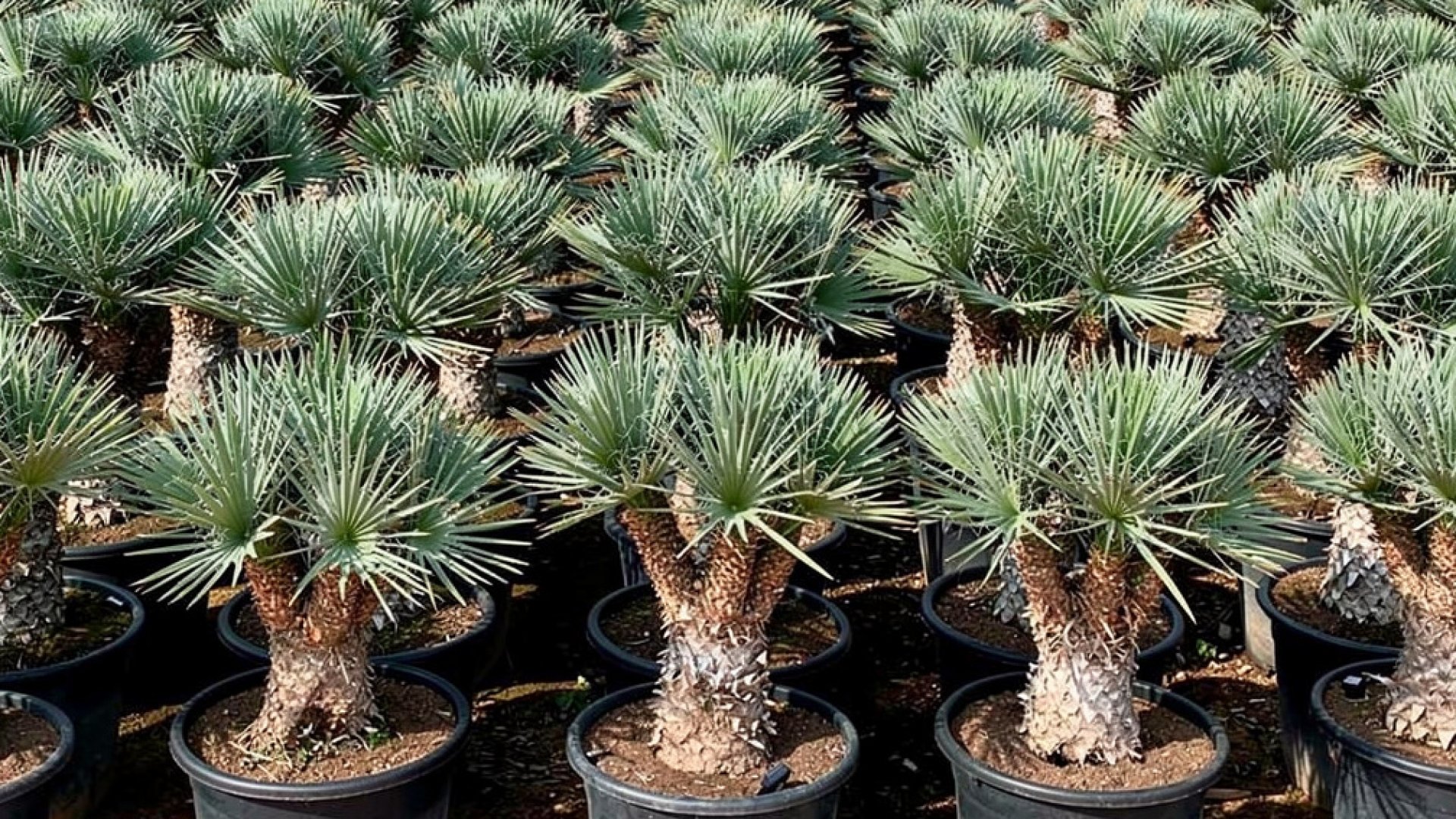 Yucca filifera nursery-grown in Alicante
