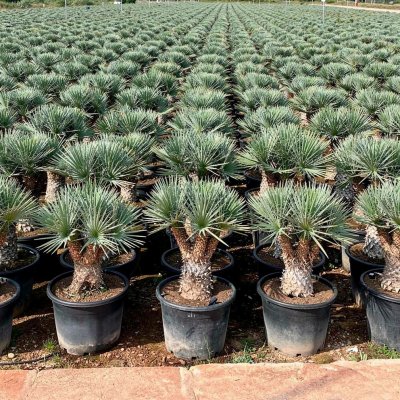 Yucca filifera 200cm
