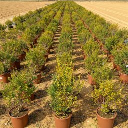Pomegranate (Punica granatum) in 15L container, 80cm total height, nursery-grown in Alicante