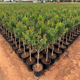 Pomegranate (Punica granatum) in 35L container, 130cm total height, nursery-grown in Alicante