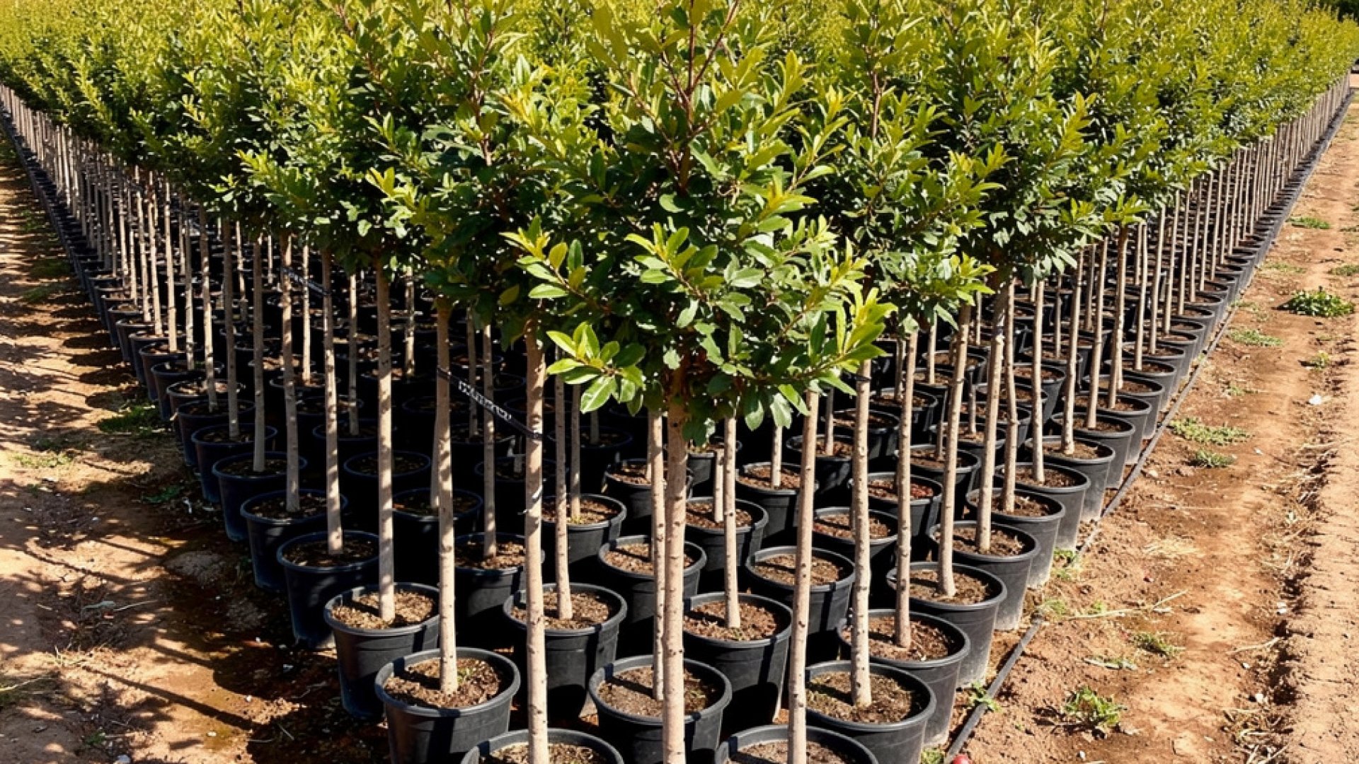 Punica granatum nursery-grown in Alicante
