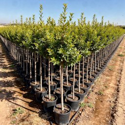 Pomegranate (Punica granatum) in 90L container, 200cm total height, nursery-grown in Alicante