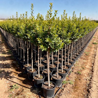 Punica granatum 