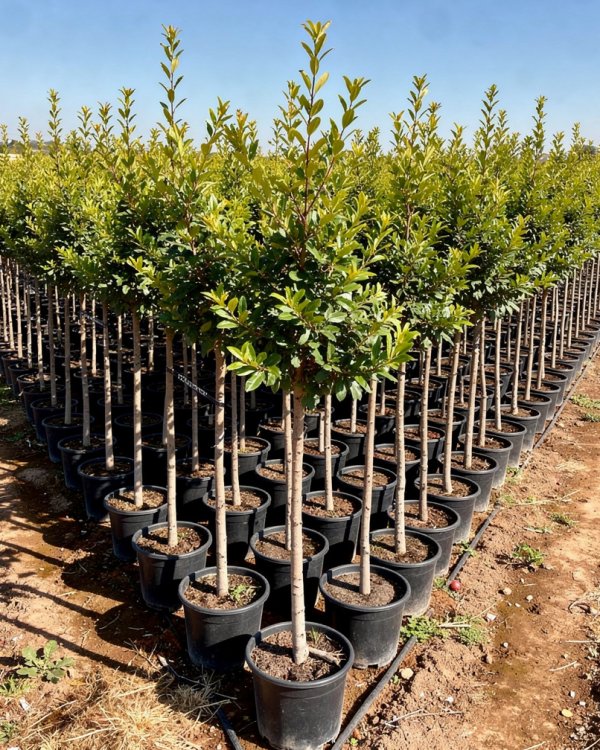 Punica granatum nursery-grown in Alicante