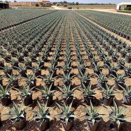 Century Plant (Agave americana) in 5L container, 30cm total height, nursery-grown in Alicante