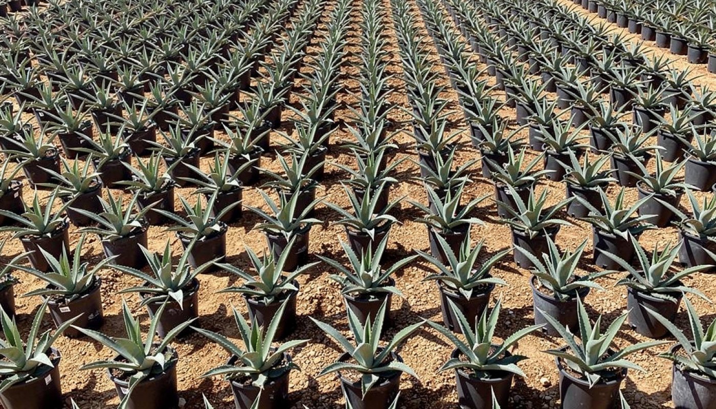Agave americana, Wholesale Supplier