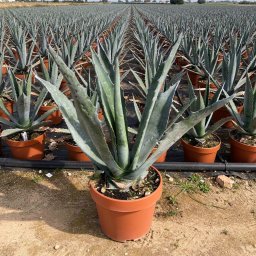 Century Plant (Agave americana) in 15L container, 60cm total height, nursery-grown in Alicante