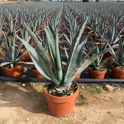 Agave americana 