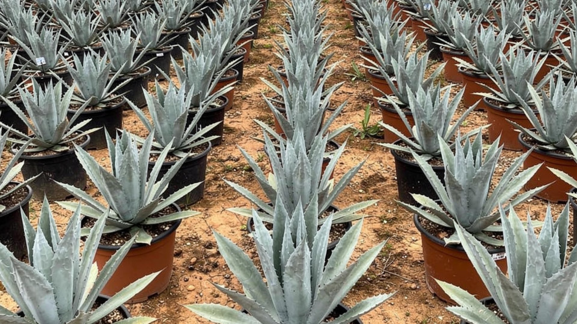 Agave americana nursery-grown in Alicante