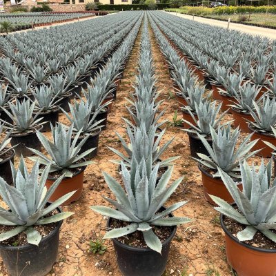 Agave americana 