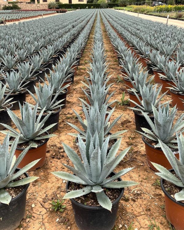 Agave americana nursery-grown in Alicante