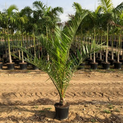 Phoenix canariensis 80cm