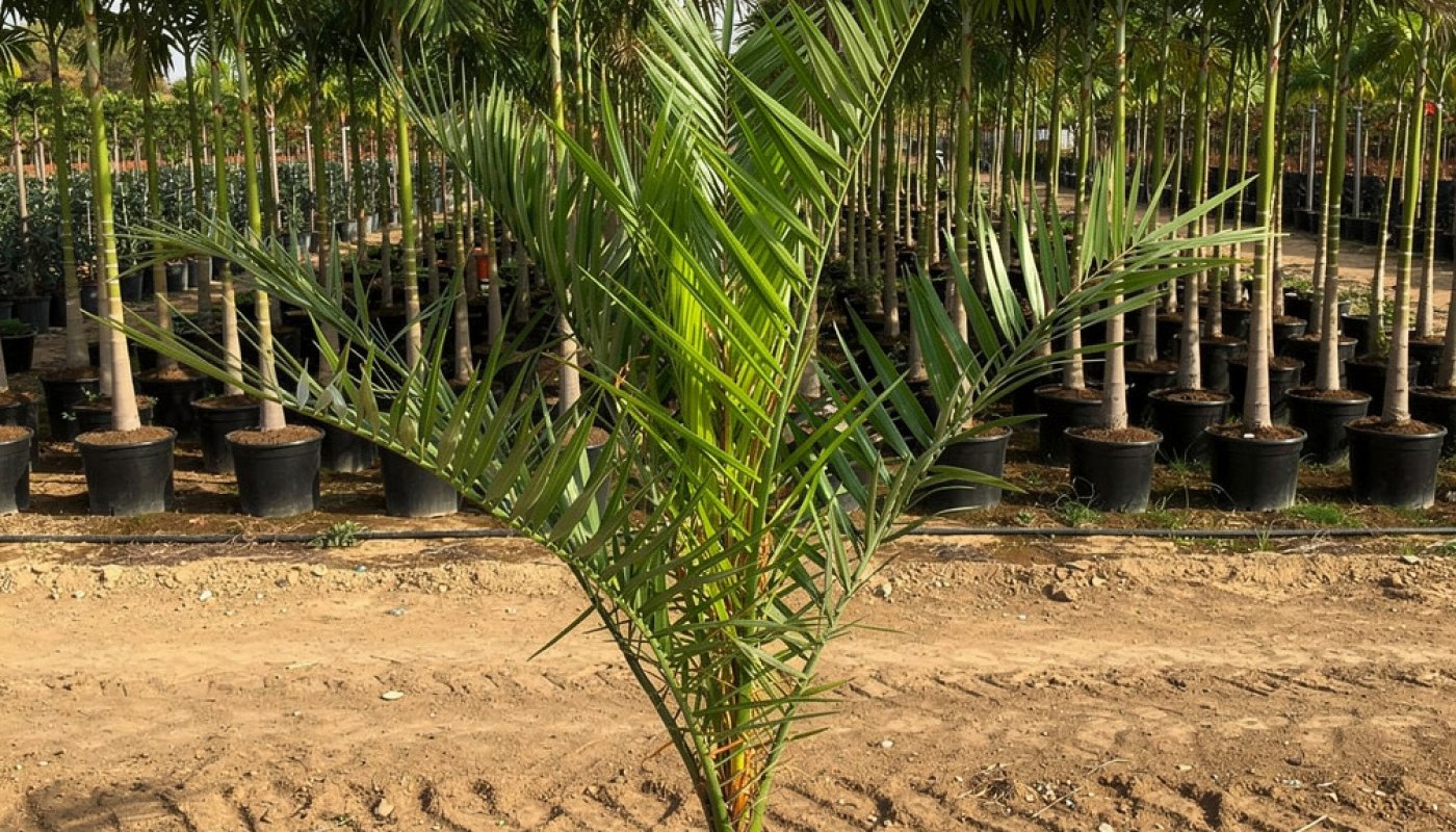 Phoenix canariensis, Dostawca szkółkarski